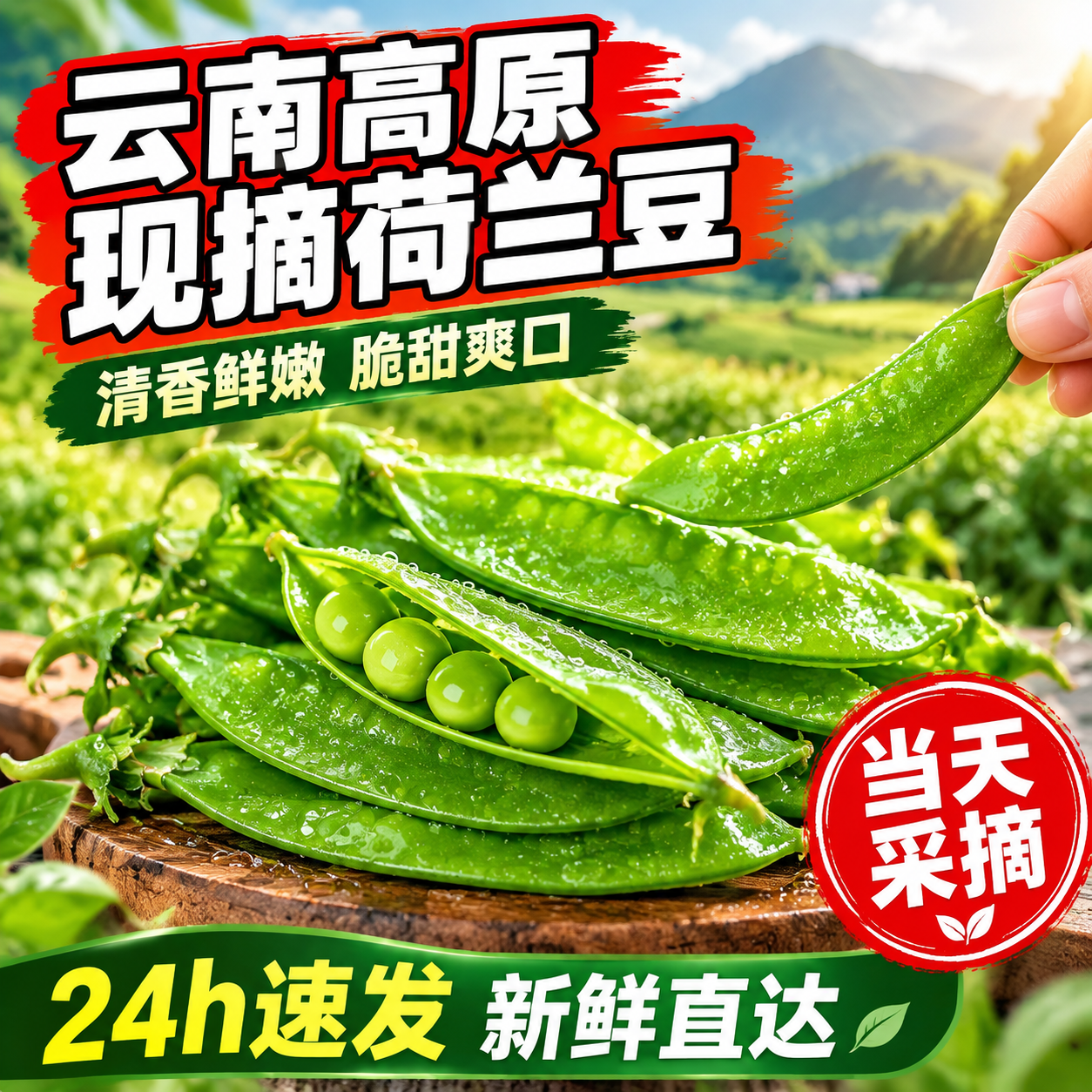 [主图-1] 首图点击率 云南高原现摘荷兰豆 食欲诱惑主题 [… - 图片创意预览
