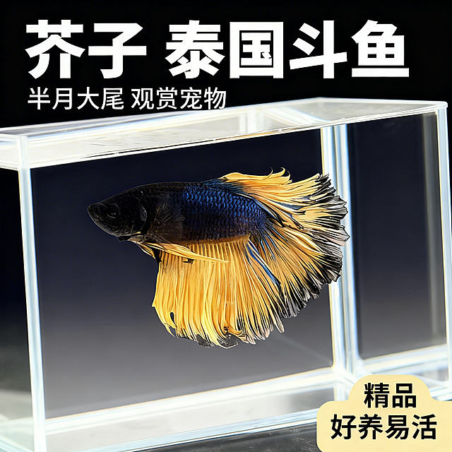 [主图 1] 泰国斗鱼芥子半月首图，拼多多高点击率观赏鱼主图
[氛围风格] 水族观赏风格，干净简约高级，突出斗鱼高颜值外形。
[画面元素] 商业摄影质感、光线柔和通透、产品清晰真实、画面干净高级。泰国斗鱼芥子半月居中展示，完整展示斗鱼优美的蓝黄渐变大尾鳍，斗鱼外形与产品图保持一致；替换干净深色渐变背景，突出主体，画面无边框满铺。
[配色色系] 主色调：深蓝黑背景，衬托斗鱼蓝黄相间的鲜艳体色；辅助色：柔和暗调背景光影。
[视角构图] 正面平视，主体居中，景深较浅突出斗鱼主体。
[文字版式] 顶部左对齐预留安全边距，主标题最大粗体 "芥子 泰国斗鱼" 白色大字对比深色背景；副标题 "半月大尾 观赏宠物" 小字白色在主标题下方；右下角标签色块 "精品 好养易活" 浅黄底黑字，不遮挡斗鱼主体。
[比例分辨率] 1:1 比例，2k 分辨率；文字清晰可辨，超高清。
[负向提示词] 变形，水印，文字错乱，斗鱼外形改变，背景杂乱，鱼缸边框遮挡主体