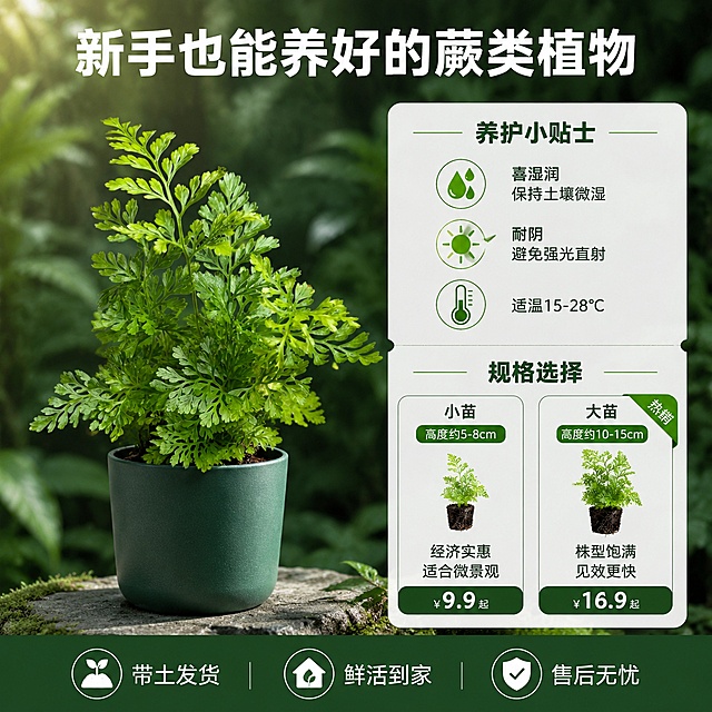 [主图-5] 狼尾蕨养护指南与规格转化图，促进下单决策。
[氛围风格] 热带雨林清新自然风，信息清晰，专业可信；
[画质] 商业摄影质感、光线柔和通透、产品清晰真实、画面干净高级。
[元素] 画面左侧为狼尾蕨完整植株图，种植在简约的深绿色花盆中，株型饱满，保持狼尾蕨外观（即物理结构、叶片形态、颜色）与输入产品图一致，杜绝任何变形和色差，精细化处理。植株占比约45%。背景为虚化的热带雨林绿色植物墙，有柔和的光斑。右侧为信息区，分为上下两部分：上部是"养护小贴士"板块，有三个图标加文字：水滴图标+"喜湿润 保持土壤微湿"、阳光图标+"耐阴 避免强光直射"、温度计图标+"适温15-28℃"；下部是"规格选择"板块，展示两种规格：小苗（高度约5-8cm）和大苗（高度约10-15cm），各配小图和价格示意。底部有服务承诺条。
[光影] 左侧植株区域为柔和的雨林散射光，叶片鲜亮有层次；右侧信息区光线均匀，确保文字清晰可读；整体光线明亮通透，绿色调统一。
[配色] 主色翠绿色（狼尾蕨）；辅色深绿、墨绿（背景）、白色（信息卡片底）、浅绿（图标和强调色）。
[视角构图] 左右分栏布局，左侧产品图，右侧信息卡；整体平视视角，画面平衡有序。
[文字版式] 顶部居中大标题"新手也能养好的蕨类植物"，白色粗体无衬线字。右侧信息卡片为半透明白色圆角矩形，内有深绿色文字。"养护小贴士"标题为深绿粗体，三条养护要点为常规字重，每条前有对应绿色小图标。"规格选择"标题为深绿粗体，下方两个规格卡片并排：小苗卡片标注"经济实惠 适合微景观"，大苗卡片标注"株型饱满 见效更快"并加"热销"角标。底部通栏服务条，三个图标+文字横向排列：「带土发货」「鲜活到家」「售后无忧」，白字深绿底。
[输出要求] 1:1比例，文字清晰锐利，超高清商业摄影质感。
[负向提示词] 变形，文字错乱，产品图模糊，背景杂乱，水印，电商平台Logo，多余的手，多余的手指，畸形手。