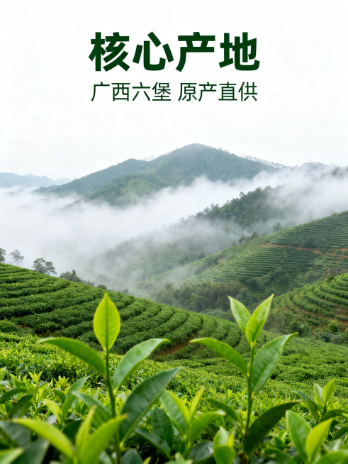 [竖版详情页6] 广西六堡茶核心产地环境展示。[氛围风格]自然干净，简约清新，白色基调。[画质]商业摄影质感，高清通透，干净整洁。[元素]广西六堡镇茶园产区风光，连绵的茶山云雾缭绕，绿色茶园清新自然，预览效果