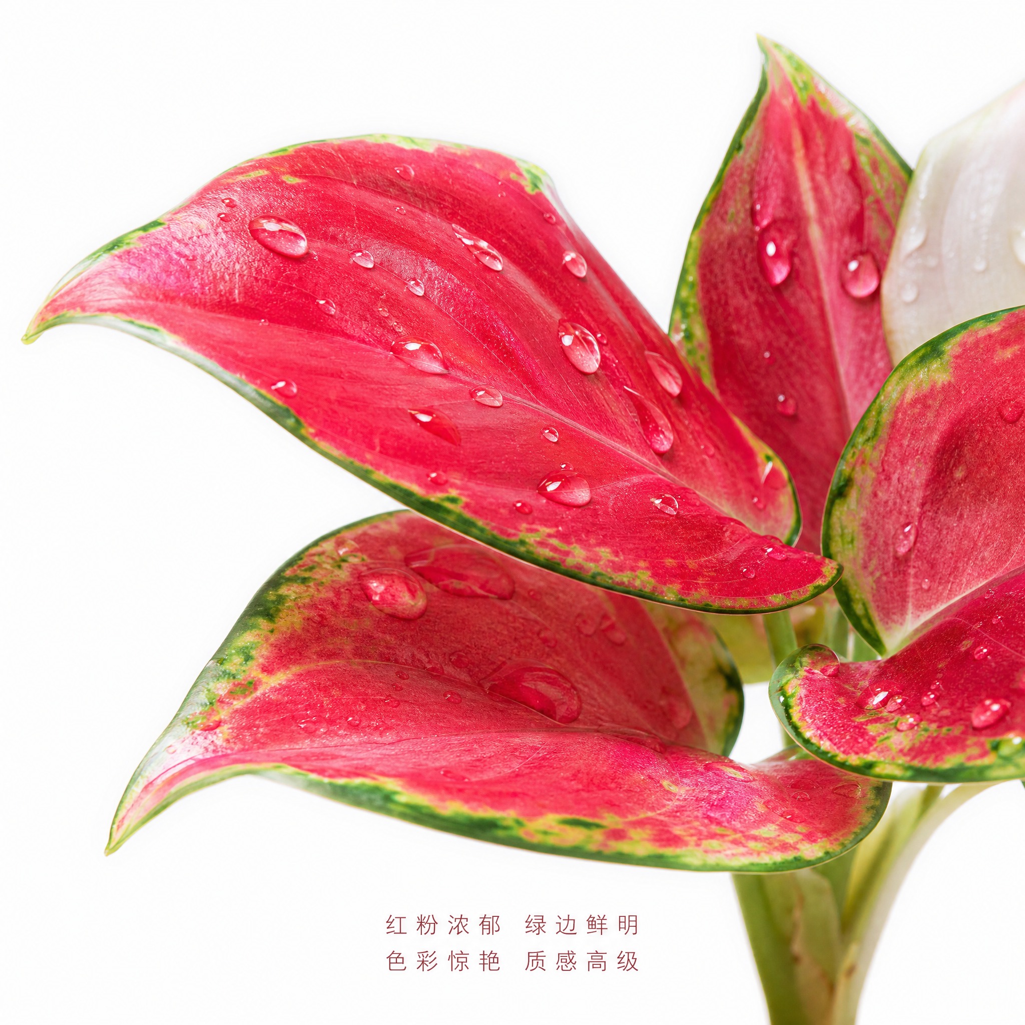 [主图-5] 红宝石粗肋草叶片细节特写主图，微距展示红粉叶片与… - 图片创意预览