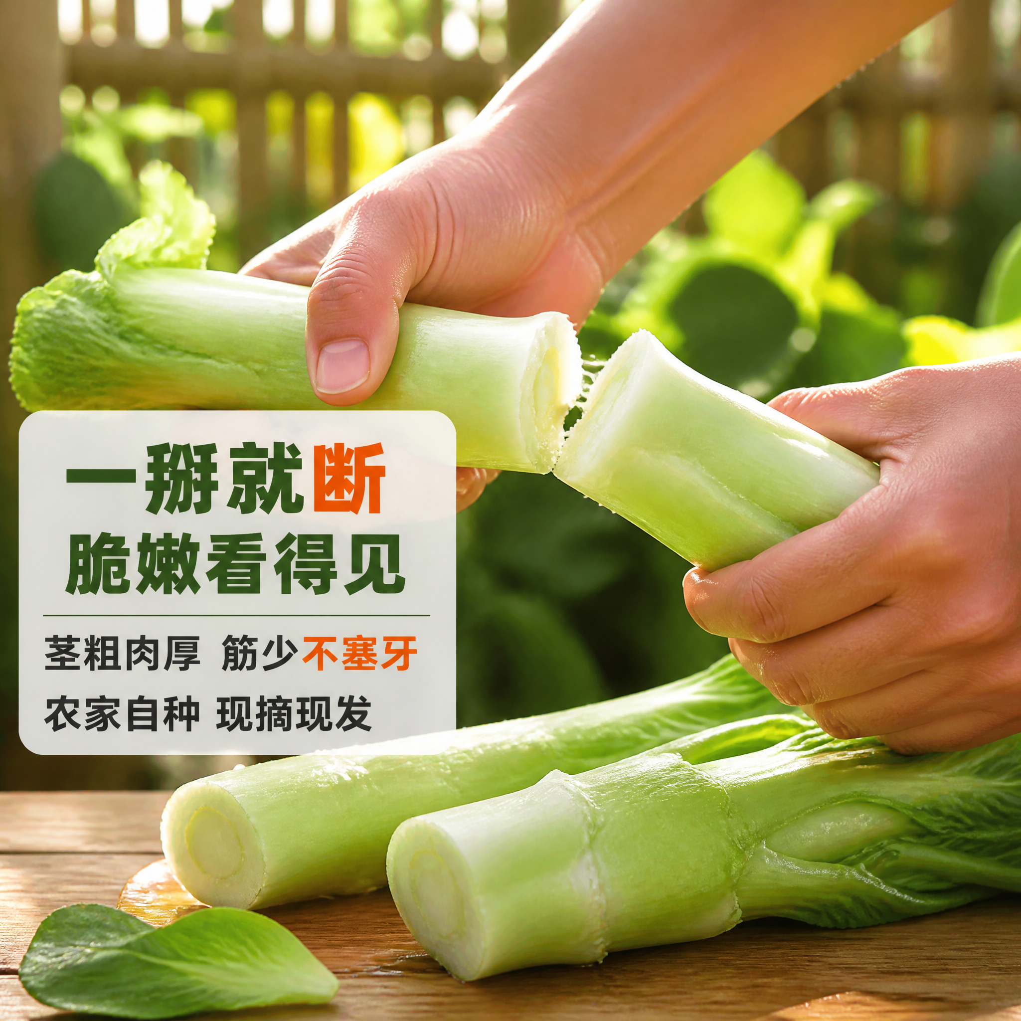 [主图-5] 农家自种棒棒菜（四川棒菜）掰断脆感图，唯一任务：… - 图片创意预览