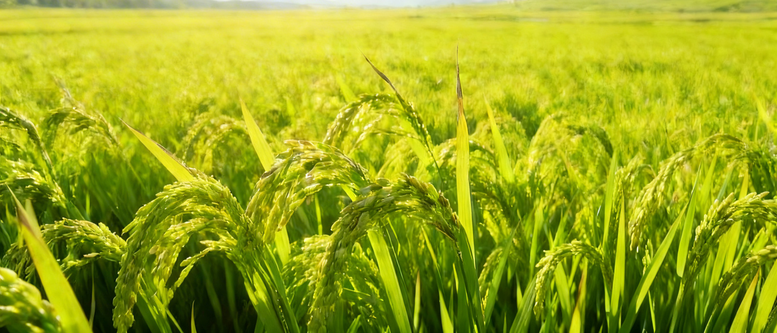 去掉图片右下角的水印，保持原图的内容、绿色稻田稻穗的色彩和光影风格不变，修复被遮挡的部分，使其和周围自然衔接预览效果
