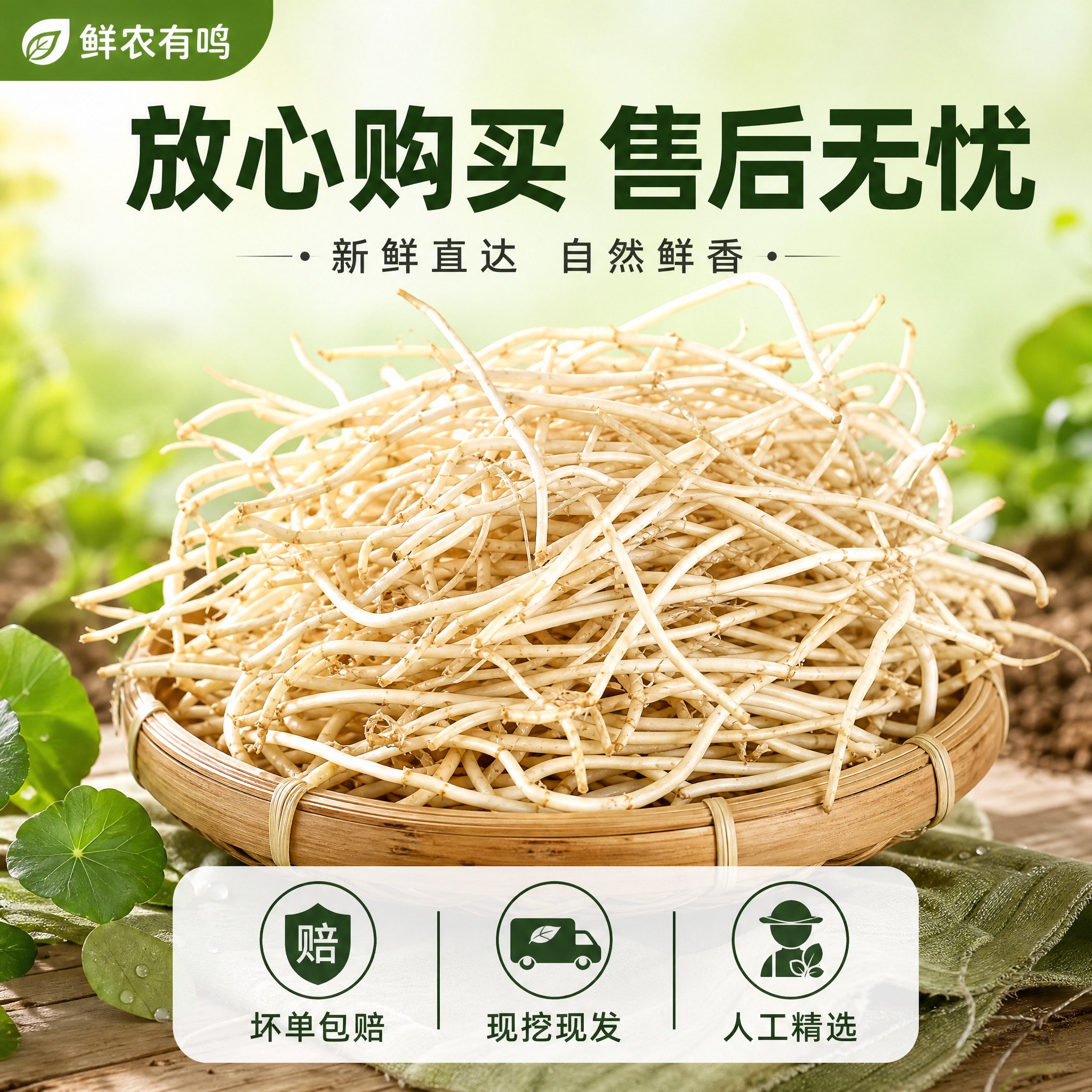 [主图-10] 折耳根 鱼腥草 服务承诺 坏单包赔 售后保障。… - 图片创意预览
