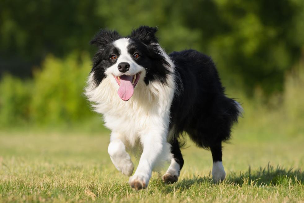 让图中的边境牧羊犬露出全身，保持原有的黑白毛发配色，姿态为奔跑中，背景保留户外绿色草地模糊效果，真实摄影风格预览效果