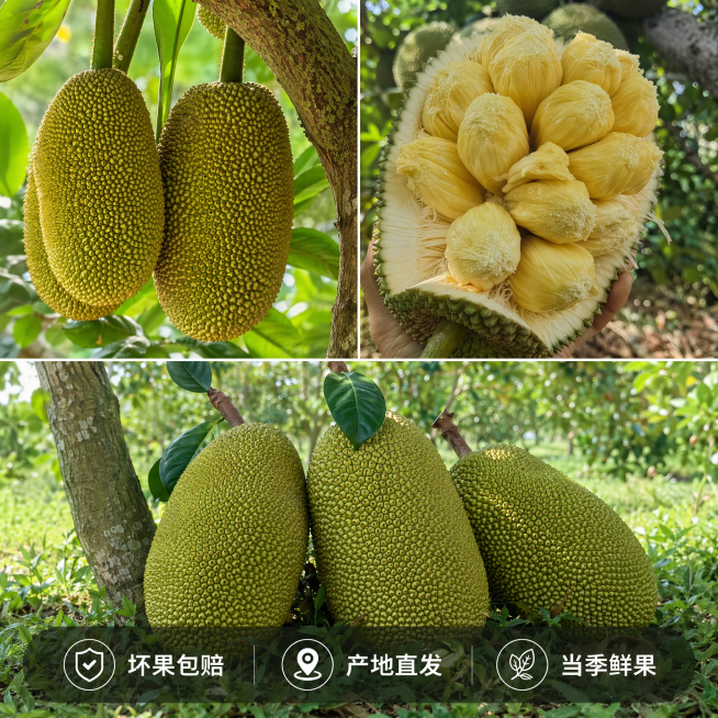 [主图-4] 菠萝蜜全家福服务承诺主图
[氛围风格] 信息清晰，信任感强
[画质] 商业摄影质感，产品清晰，整体干净高级
[元素] 画面拼接展示：上半部分左侧完整挂果菠萝蜜，右侧切开果肉特写，下半部分预览效果