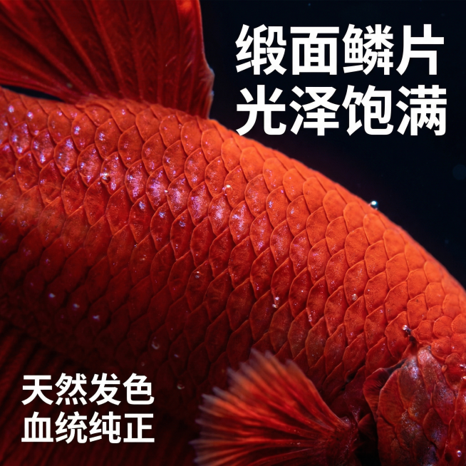 [主图 3]细节特写展示；保留原图大红袍泰国斗鱼的外观，聚焦身体鳞片细节进行放大展示；[氛围/风格]微距摄影，极致清晰，质感细腻；[画面元素]斗鱼身体和鳞片区域放大，居中展示细腻的纹理和光泽，水珠点缀预览效果