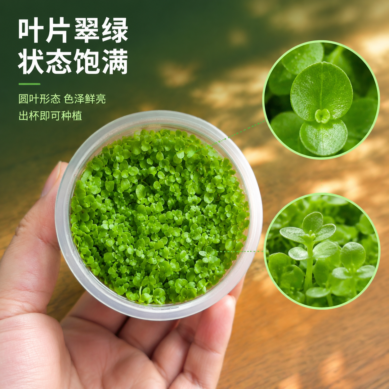 [主图-4] 叶片细节品质，主题：叶片翠绿 状态饱满。 [统一… - 图片创意预览