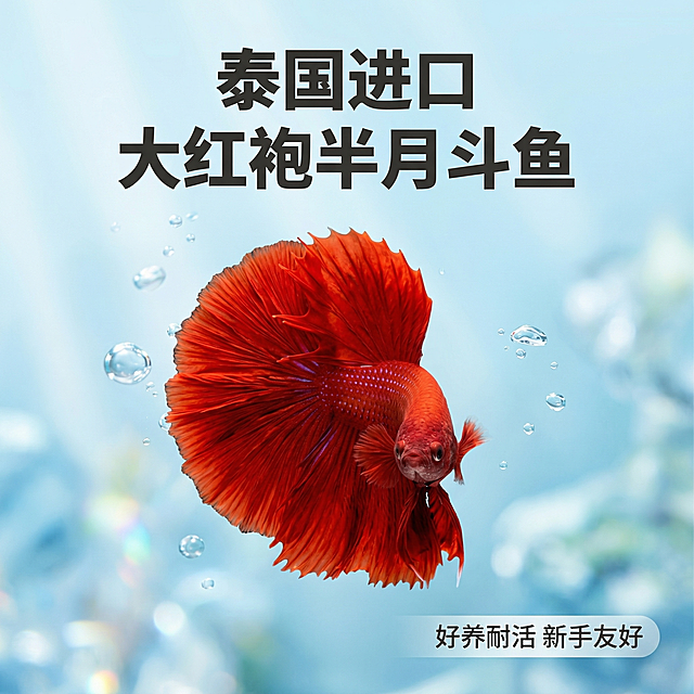 [主图 1] 泰国大红袍半月斗鱼商品首图，重新生成，调整背景和版式
[氛围风格] 沉浸式水族3D渲染，通透自然高级感
[画面元素] 商业摄影质感、光线柔和通透、产品清晰真实、画面干净高级。斗鱼主体悬浮在清澈浅蓝水中，带轻微自然水泡，保留原产品大红袍外观和完整半月尾鳍，背景干净纯净不抢主体。
[配色色系] 主色调：斗鱼浓烈正红；辅助色：清澈浅蓝水色，清新干净对比强烈
[视角构图] 中心平视，斗鱼自然游动姿态，浅景深突出主体
[文字版式] 顶部居中主标题 "泰国进口 大红袍半月斗鱼" 深灰色粗体，底部右下角小型标签 "好养耐活 新手友好"，文字面积小不遮挡主体，干净简约符合平台要求。
[比例分辨率] 1:1 比例，2k 分辨率，文字清晰可辨，超高清。
[负向提示词] 变形，水印，文字错乱，产品图模糊，背景杂乱，文字遮挡主体