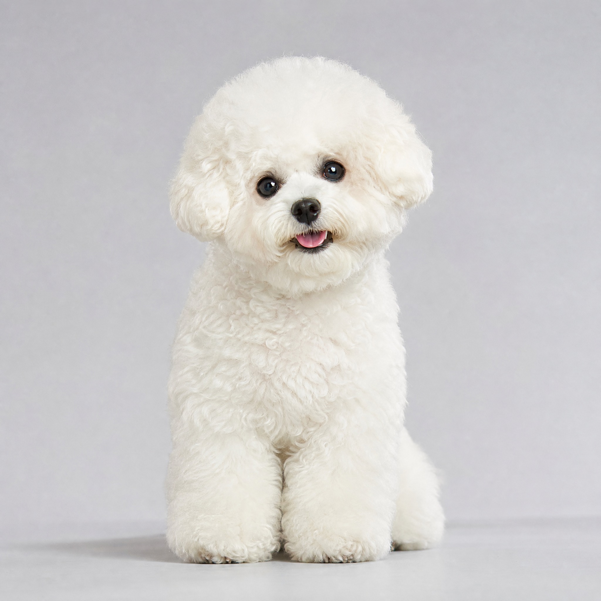 专业宠物写真，一只比熊犬全身照，坐姿或站姿，乖巧温顺的姿态，脸… - 图片创意预览
