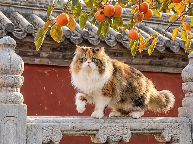 照片里的的长毛猫，不改变脸造型跟颜色，绿色的圆眼睛，正迈着一只前爪站在带有传统花纹的灰色石栏杆上，背景是中国古建筑的红色墙壁和灰色瓦片屋顶，头顶上方是挂满橙黄色柿子和翠绿黄叶的树枝，阳光明媚，光线充足，富有秋日温暖氛围，高清写实摄影风格，色彩鲜艳和谐，细节清晰，猫的毛发柔软蓬松有光泽，整体构图平衡，充满生活气息和自然美感。