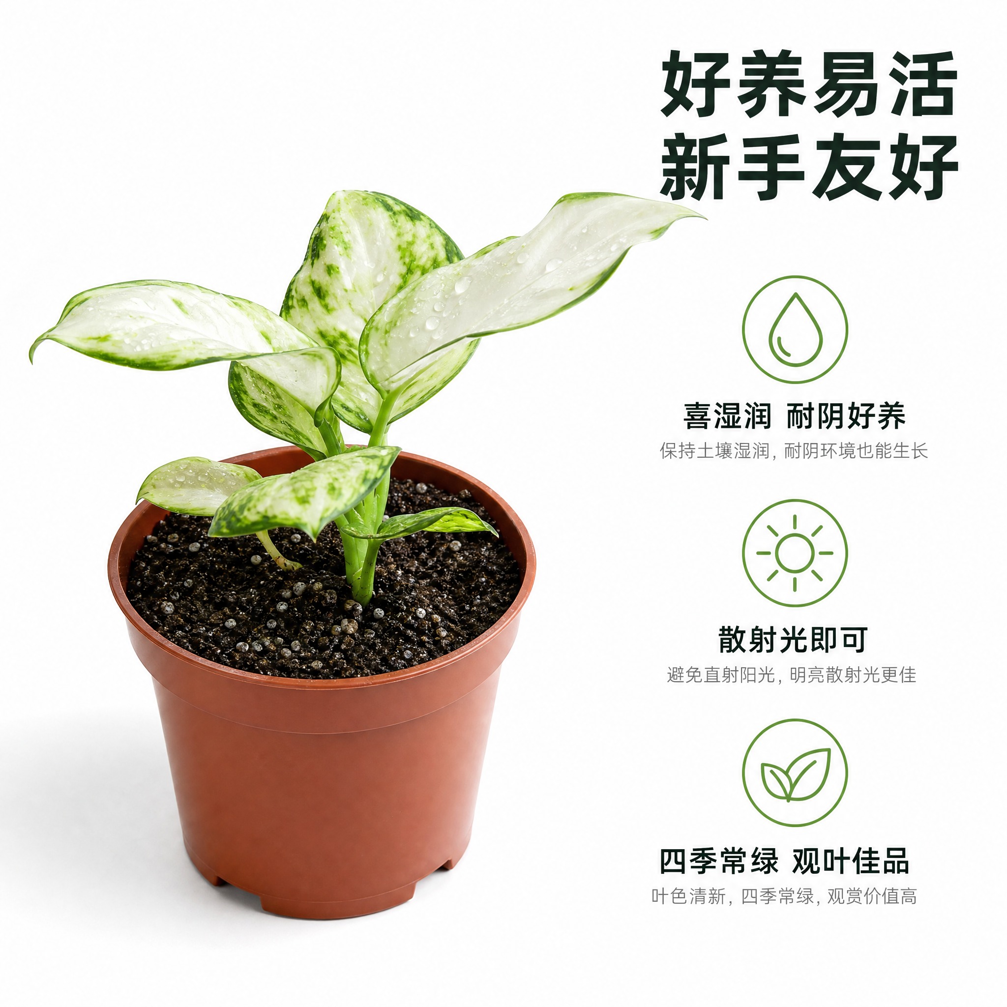 [主图-8] 粗肋草养护卖点信息主图，展示易养护特点。 [统一… - 图片创意预览