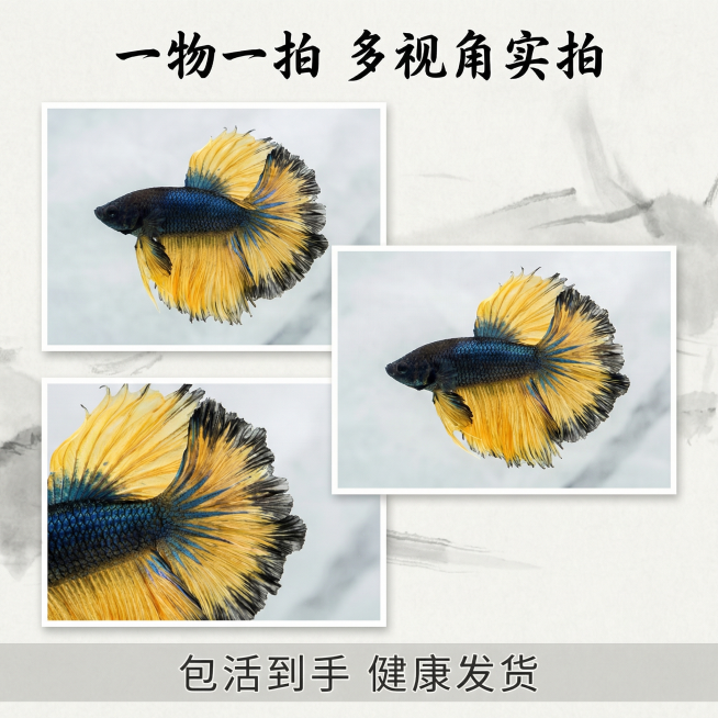 [主图 3] 三重视角芥子斗鱼国拼主图
[氛围风格] 中国风真实多视角展示，统一雅致
[画面元素] 商业摄影质感，光影统一，画面干净。采用对角三图错落拼图布局，分别放置斗鱼侧视整体、俯视开尾、尾部特写预览效果