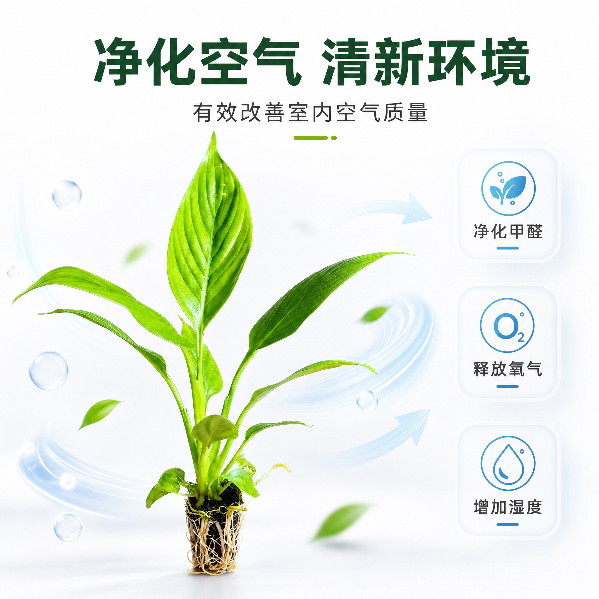 [主图-5] 美酒白掌净化空气功能卖点图，白色背景高级感，拼多… - 图片创意预览