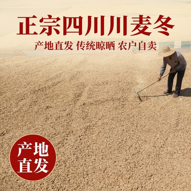 [主图主题] 川麦冬中药材产地直发首图
[氛围/风格] 乡村自然风格，真实晾晒场景，质朴接地气
[画面元素] 户外场地铺满正在自然晾晒的川麦冬，阳光洒落，纹理清晰可见，真实农户晾晒场景，川麦冬作为主体预览效果