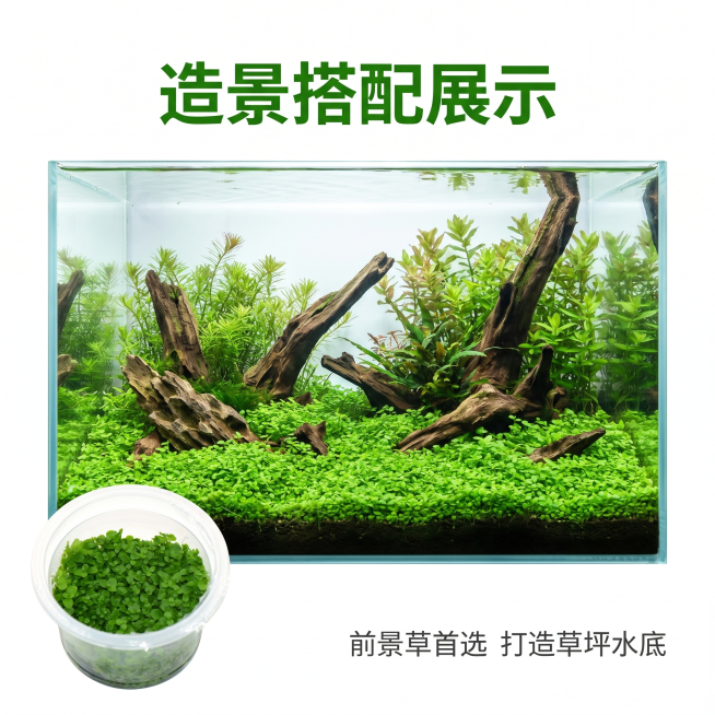 [主图 9] 爬地矮珍珠造景搭配展示。[氛围风格] 场景自然，清新美观，展示造景效果。[画质] 商业摄影质感、光线柔和通透、产品清晰真实、画面干净高级。[元素] 展示完整鱼缸造景，爬地矮珍珠作为前景草预览效果