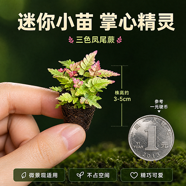 [主图-4] 迷你尺寸对比图，用手指/硬币直观展示小苗的小巧尺寸，消除用户对大小的疑虑。
[统一基调] 雨林自然清新风格，深绿与苔藓绿为主背景色，标题字色为米白色，辅助字色为浅草绿，强调色为粉叶红；字体为简洁无衬线粗体，字号层级分明；卡片采用半透明深绿圆角轻边框，整体氛围湿润自然、治愈静谧。
[画面] 画面中心展示一只手的拇指和食指轻轻捏住三色凤尾小苗的土坨侧面（不挤压），手指与小苗形成鲜明大小对比，主体占比约60%；旁边放置一枚一元硬币作为尺寸参照，小苗整体高度略高于硬币；背景是干净的深绿色渐变背景，底部有少量苔藓点缀；小苗叶片完整展开，三色清晰可见；手为自然肤色，指甲干净整洁，手指比例正常。
[光影质感] 商业棚拍质感，柔和正面光，阴影浅淡，突出产品轮廓和尺寸对比；叶片有自然光泽，土坨质感湿润。
[配色] 深绿渐变背景，肤色手部，绿粉红三色叶片，标题米白，辅助浅草绿。
[文字版式] 顶部居中主标题"迷你小苗 掌心精灵"，米白色粗体大字；小苗旁边有标注线和文字"株高约3-5cm"，浅草绿色；硬币旁标注"参考 一元硬币"，白色小字；底部三个小标签："微景观适用"、"不占空间"、"精巧可爱"，横向排列，半透明深绿底白字。
[输出要求] 1:1正方形，2048px，文字清晰可读，尺寸对比直观，手部自然；负向：变形、错字、模糊、杂乱、水印、平台Logo、手指畸形、多指少指、手部穿模、产品被捏坏。