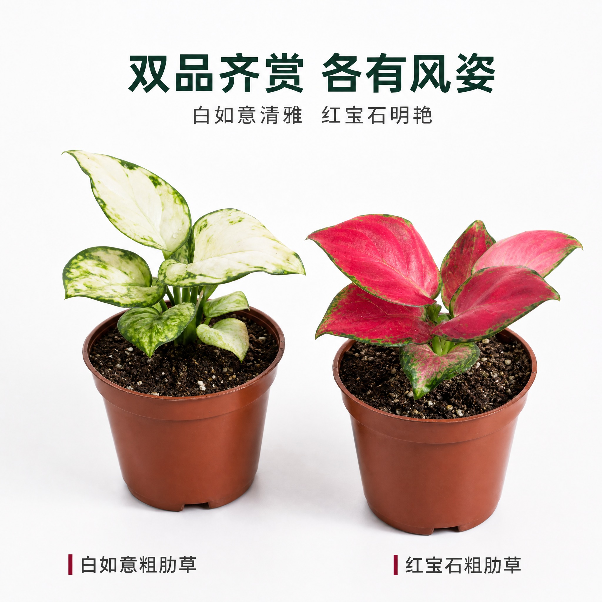 [主图-6] 双品多角度展示图，白如意与红宝石粗肋草侧面45°… - 图片创意预览