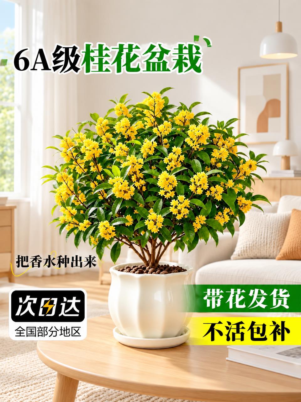 保持桂花盆栽主体和所有文字内容不变，将图片比例调整为3:4，背… - 图片创意预览