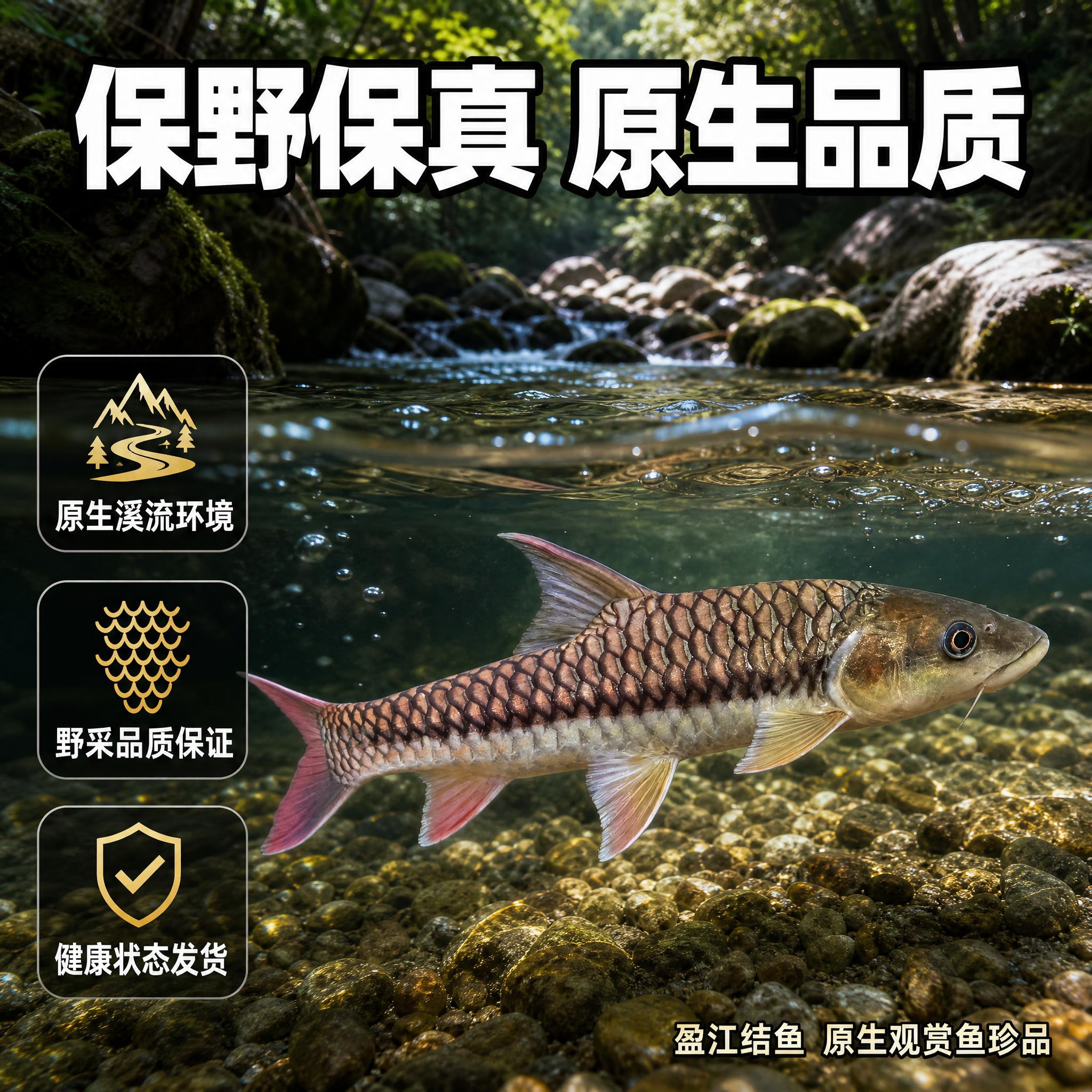 [主图-2] 拼多多盈江结鱼原生观赏鱼卖点图，核心任务是展示保… - 图片创意预览