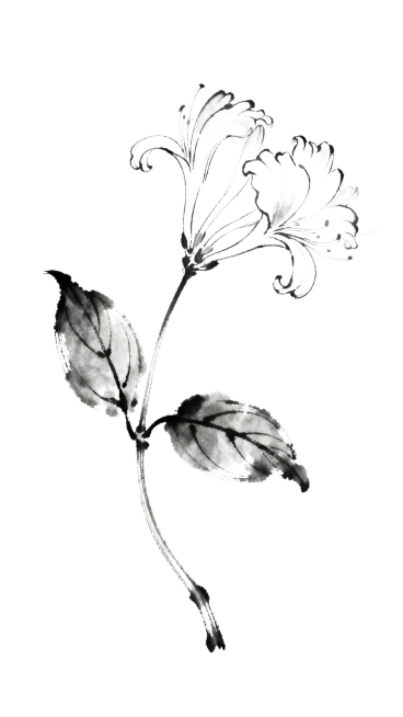 水墨线稿，忍冬花单枝，带有2片叶子1朵花，黑白线稿，无填充，仅清晰轮廓线，宣纸纹理背景，高清细节预览效果