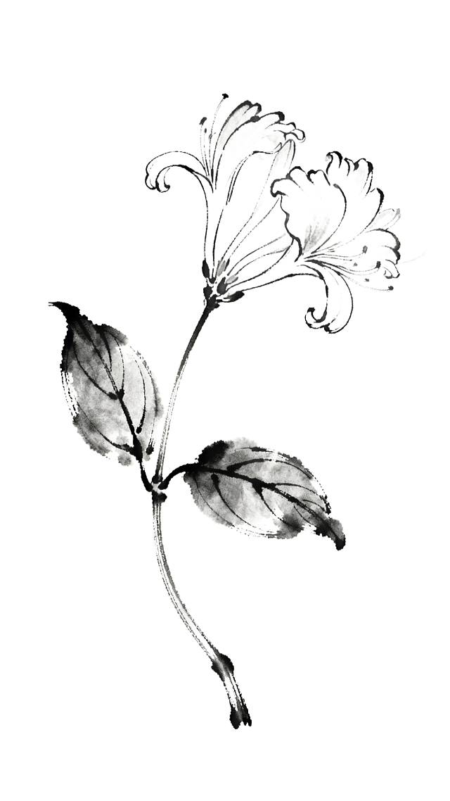 水墨线稿，忍冬花单枝，带有2片叶子1朵花，黑白线稿，无填充，仅清晰轮廓线，宣纸纹理背景，高清细节