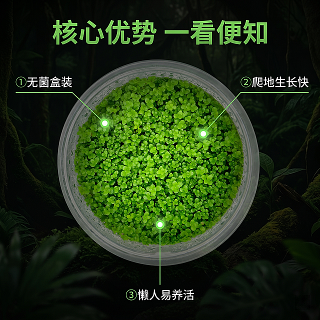 [主图 2] 迷你矮珍珠水草核心亮点展示。[氛围风格] 真实产品质感，黑化丛林自然氛围。[画质] 商业摄影，产品清晰通透，真实质感，超高清。[元素] 保持迷你矮珍珠水草产品外观形状颜色鲜活质感与原图一致，不变形无色差。水草产品居中，周围用引线连接三个核心卖点位置，每个位置对应一个光点标注。背景保持黑化丛林风格，深绿色调。商品主体占比约65%。[光影] 主光均匀打亮水草主体和卖点标注，背景暗调衬托主体，细节清晰。[配色] 翠绿主体，深绿背景，白色文字，绿色引线。[视角构图] 平视中心构图，干净简洁。[文字版式] 三个卖点用纤细绿色引线连接到水草主体，引线末端标注：「① 无菌盒装」「② 爬地生长快」「③ 懒人易养活」，每个卖点文字为白色，清晰不遮挡主体。标题放在上方：「核心优势 一看便知」绿色粗体。[比例分辨率] 1:1，2k分辨率，文字清晰。[负向提示词] 变形，水印，文字错乱，遮挡主体，背景杂乱