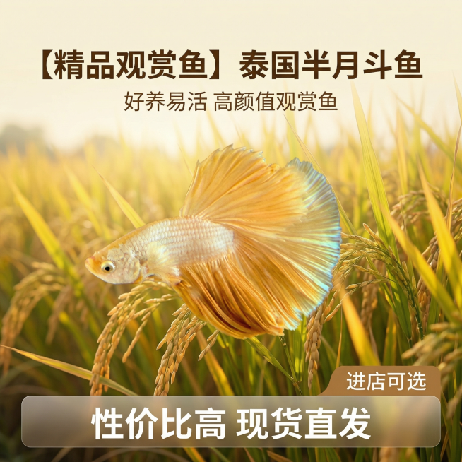 [主图 1] 金黄色泰国斗鱼半月观赏鱼产品首图
[氛围风格] 自然稻麦风格，温暖治愈氛围感。
[画面元素] 商业摄影质感、光线柔和通透、产品清晰真实、画面干净高级。保持原图斗鱼的外形和颜色不变，将背景预览效果