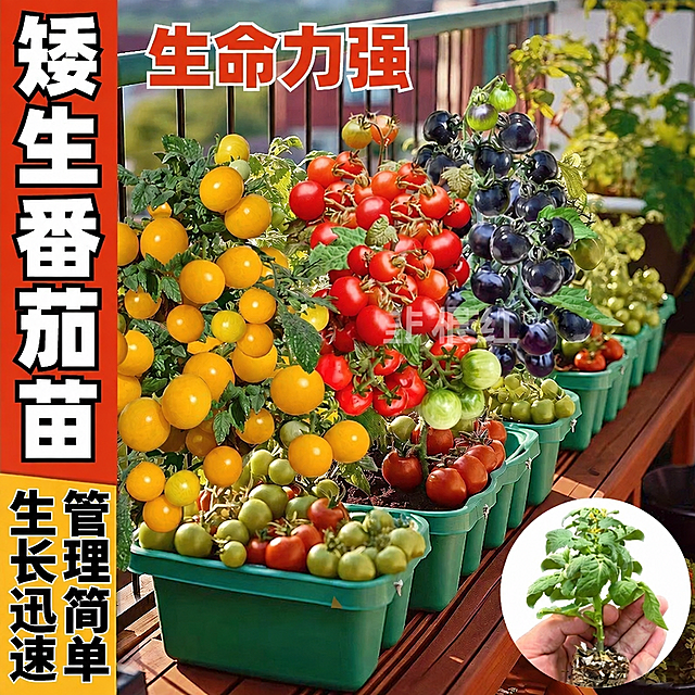 将图片中所有"禾巨人"水印文字替换为"韭根红"，保持水印的位置、大小、颜色、透明度和样式完全一致，图片其余内容保持不变