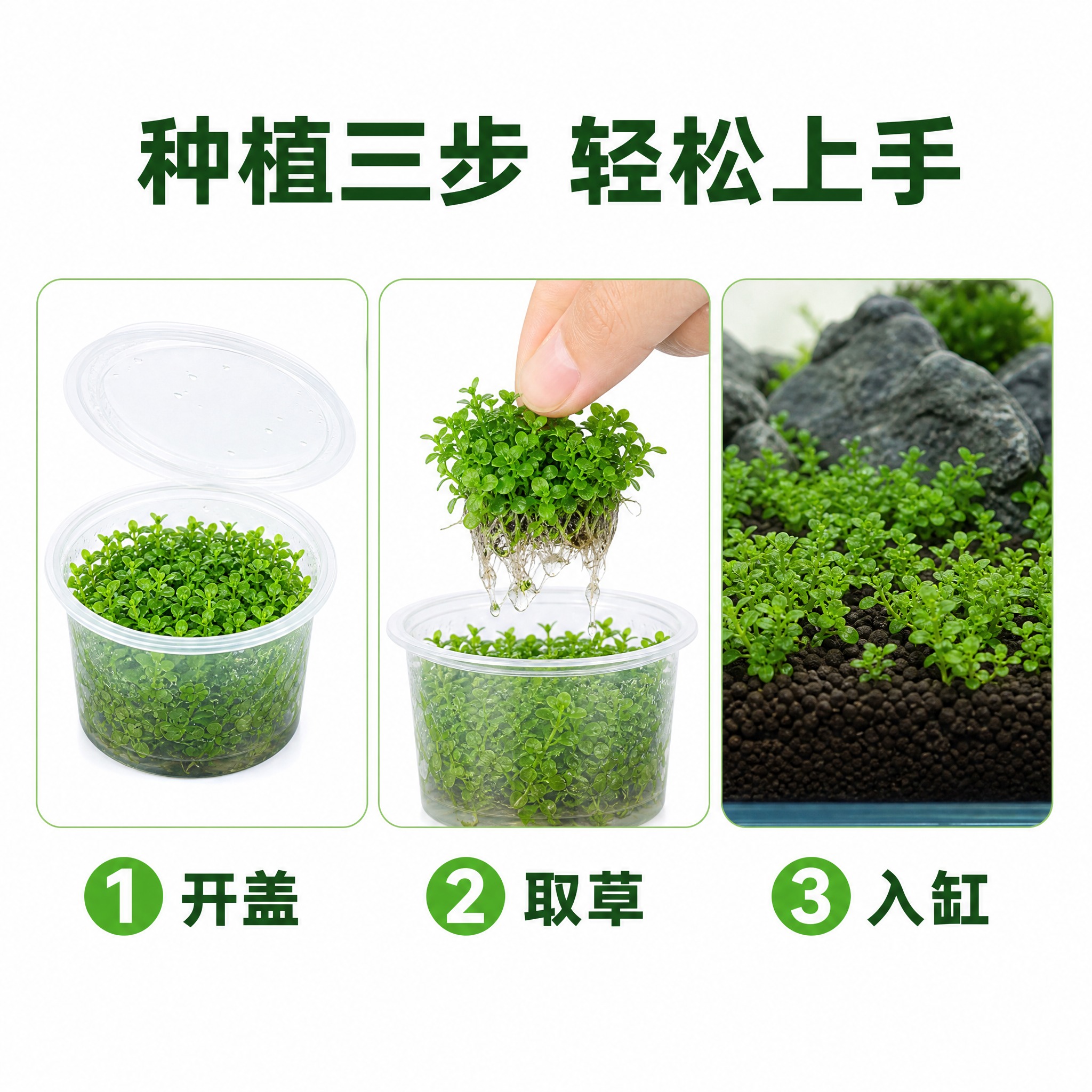 [主图-6] 爬地矮珍珠种植步骤图，展示如何从无菌杯种植到鱼缸… - 图片创意预览