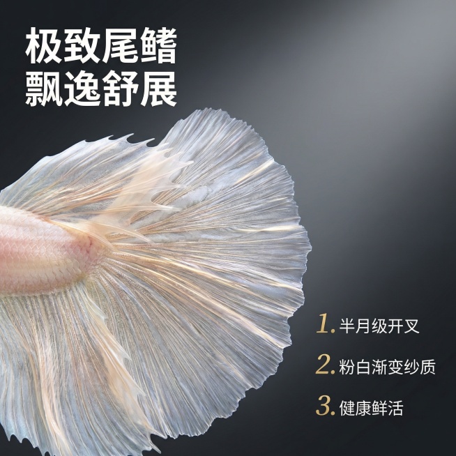[主图 2]
[主图主题] 粉白泰国斗鱼细节特写展示
[氛围/风格] 微距特写高级质感，细腻光影氛围
[画面元素] 微距特写粉白斗鱼的超大尾鳍细节，展示粉白渐变的细腻纹理和飘逸层次感，背景虚化深色突出预览效果