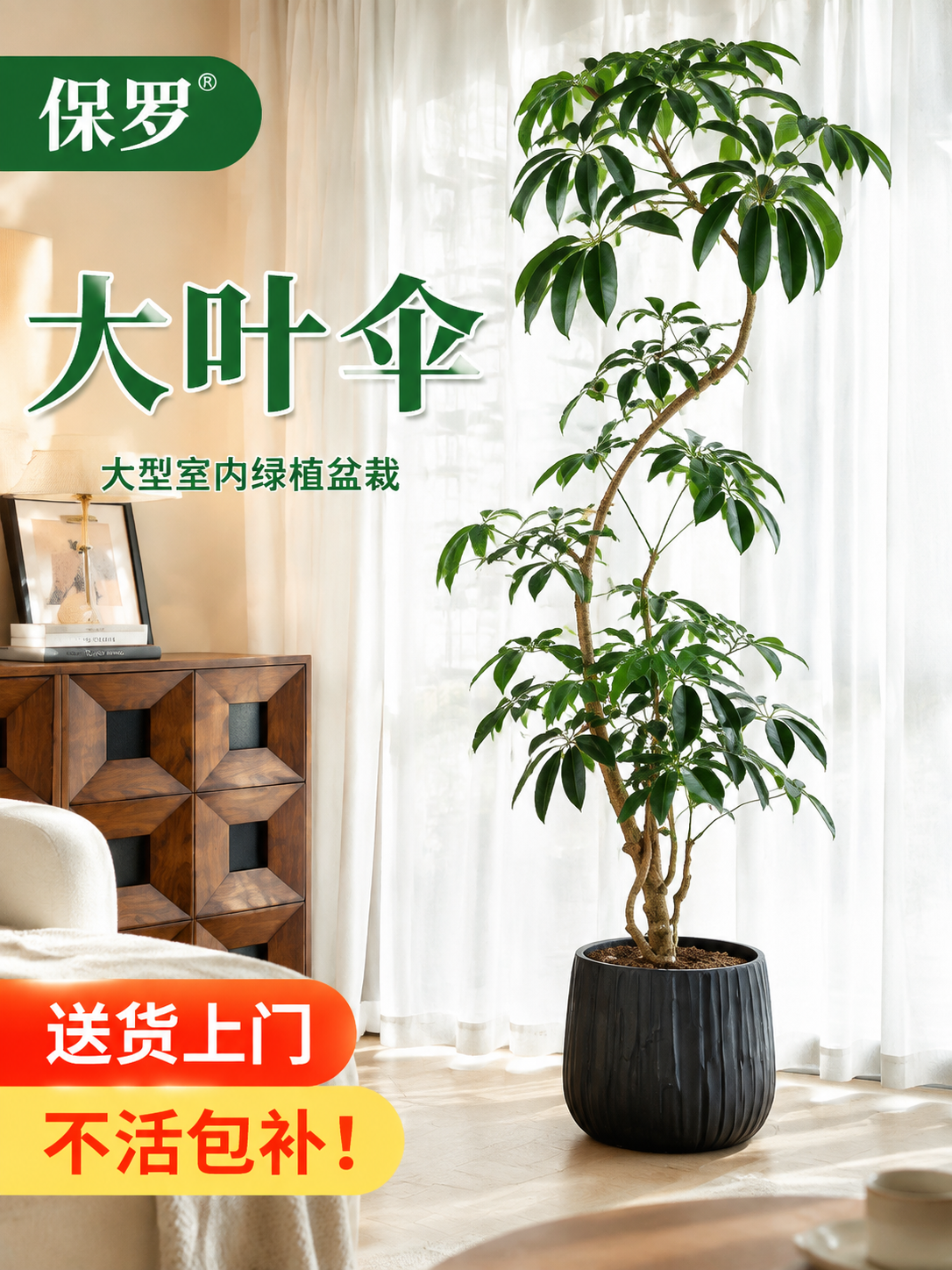 淘宝天猫电商主图，3:4竖版，保罗大叶伞大型室内绿植盆栽，摆放… - 图片创意预览
