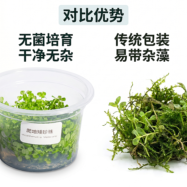 [主图 6] 爬地矮珍珠与普通水草对比展示。
[氛围风格] 清晰直观对比风格
[画质] 商业摄影质感、光线柔和通透、产品清晰真实、画面干净高级。
[元素] 左右对比布局，左侧是本款无菌杯爬地矮珍珠，保持与原图产品一致外观；右侧展示普通散装水草状态。纯白色干净背景，对比清晰。主体占比均衡，不挤压内容。
[光影] 左右光照均匀一致，公平展示两款差异，无明暗偏向。
[配色] 纯白色背景，突出产品本身颜色对比。
[文字版式] 顶部大标题「对比优势」，左侧标注「无菌培育 干净无杂」，右侧标注「传统包装 易带杂藻」，文字简洁清晰，深色与浅色背景对比强烈。
[比例分辨率] 1:1 比例，2k 分辨率；文字清晰锐利，画面超高清。
[负向提示词] 变形，水印，文字错乱，产品图模糊，背景杂乱。