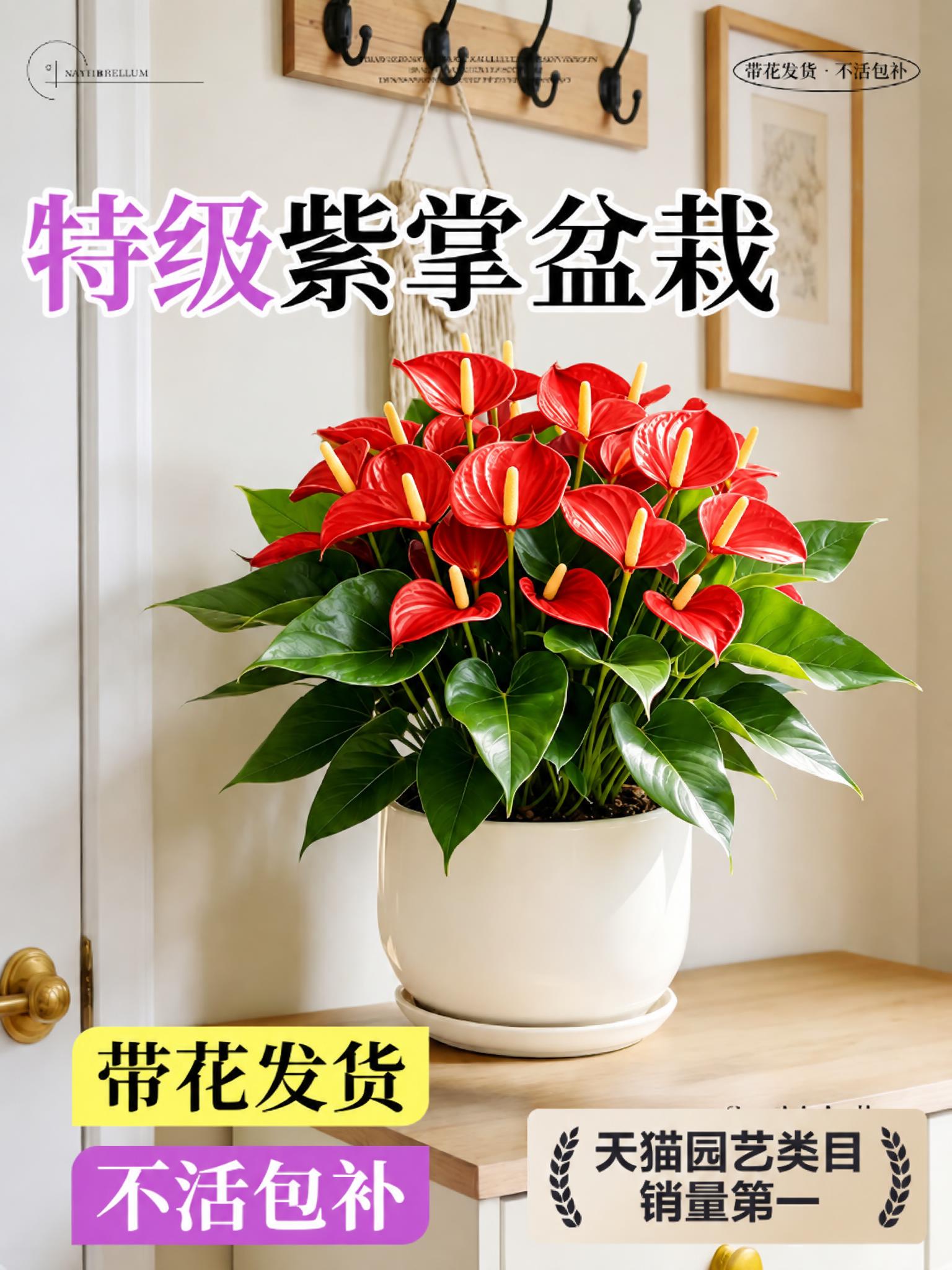 将图中所有紫色的花朵（紫掌）变为鲜艳的红色，保持花朵形态、光泽… - 图片创意预览