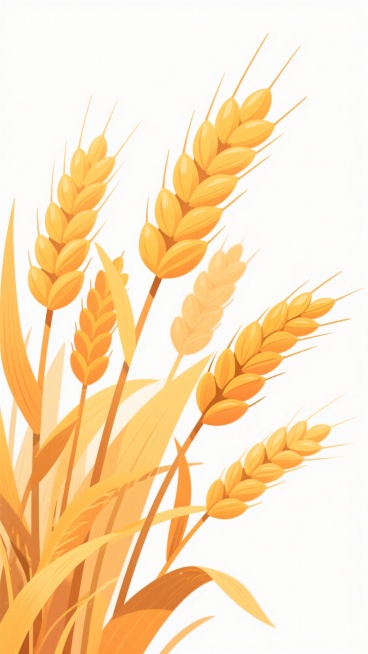 手绘风格插画，画面主体为多株金黄色麦穗，麦穗颗粒饱满呈纺锤形，麦芒细长尖锐，麦秆挺拔略带自然弯曲，叶片修长边缘有细微锯齿，整体色彩以明亮的橙黄色为主色调，带有渐变的暖色调光影效果，笔触细腻带有手绘线条感，背景为纯白色，构图采用从左下角向右上角延伸的自然生长态势，画面简洁明快，充满丰收的喜悦氛围，插画风格清新自然，细节刻画丰富，具有装饰性和艺术感。预览效果