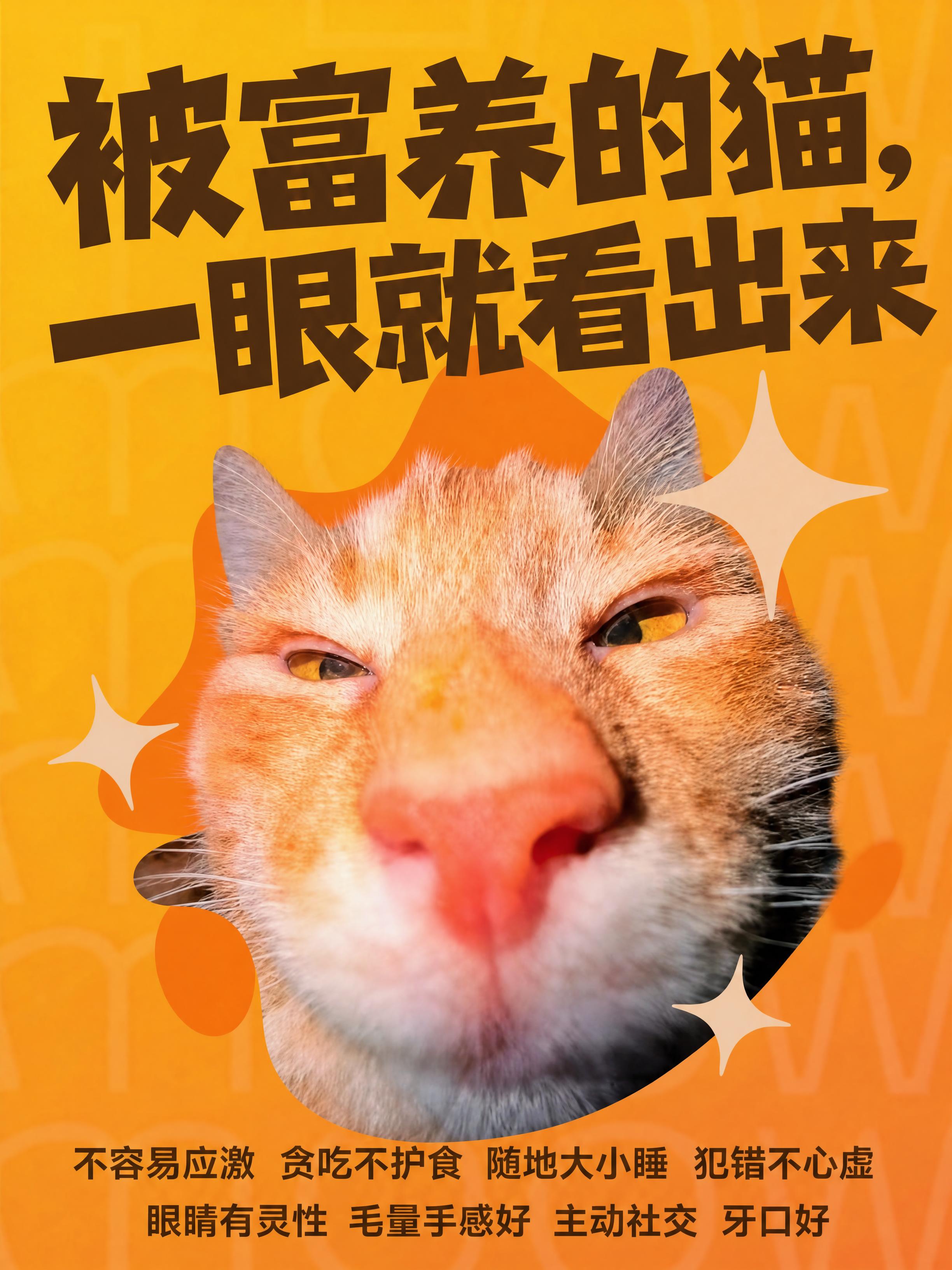 在原图基础上，将中间的橘猫头部整体放大15%，保持猫咪居中位置… - 图片创意预览