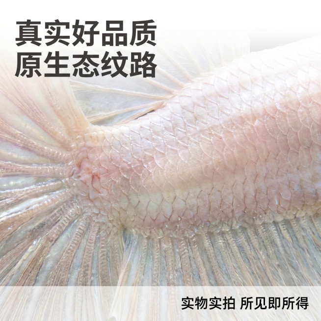 [主图 3] 斗鱼纹理细节放大展示主图。
[氛围风格] 微距特写展示质感，真实自然；
[画质] 超高清微距摄影，鱼鳞和鱼尾纹理细节清晰锐利，真实质感。
[元素] 放大展示泰国斗鱼身体鳞片和尾鳍根部细节预览效果