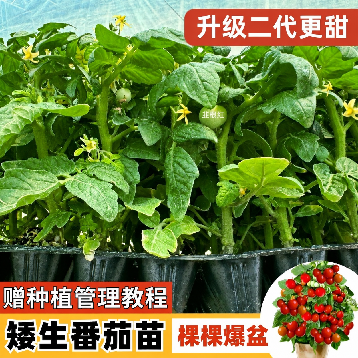 将图片中所有"禾巨人"水印文字替换为"韭根红"，保持水印的位置… - 图片创意预览