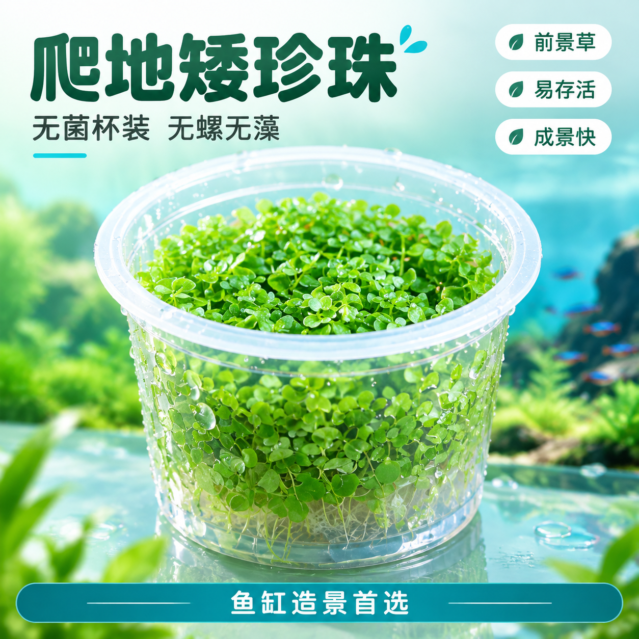 [主图-1] 首图点击率 无菌杯装爬地矮珍珠水草产品情绪首图… - 图片创意预览