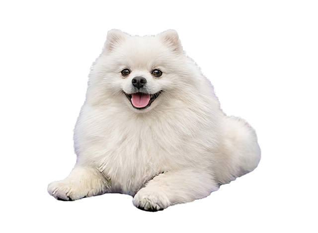 生成清晰真实的小狗，毛发清晰自然，去除背景