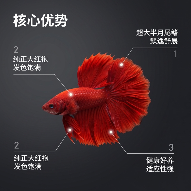 [主图 2] 泰国大红袍半月斗鱼核心亮点展示
[氛围风格] 专业水族展示3D渲染，清晰直观突出产品优势
[画面元素] 商业摄影质感、光线柔和通透、产品清晰真实、画面干净高级。保留斗鱼原外观，主体居中展预览效果