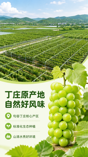 [第2屏] 核心产地展示屏-句容丁庄产地生态环境介绍。[氛围/风格] 原生态田园风，自然采光，开阔清新，商业摄影质感。[元素布局] 上半部分展示丁庄连片葡萄园全景，绿油油的葡萄藤架布满视野，近处可以看预览效果