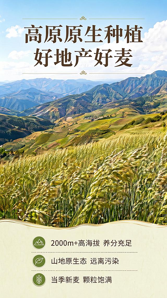 [第2屏] 产地溯源篇，燕麦炒面高原种植优势宣传，突出产地高品质特征。
[氛围/风格] 云南高原自然风光，开阔大气，原生态种植氛围，高清风景摄影质感
[元素布局] 背景是连绵的2000米高海拔山地，漫山遍野种植着成熟燕麦，风吹麦浪，蓝天白云，主视觉区域占满画面70%；底部预留文字区域，整体构图舒适，产品信息清晰。
[光影质感] 白天高原自然光，光影层次自然，整体明亮通透
[配色色系] 全局底色 #edf4e3，主色燕麦田野绿、山川土黄色，辅助浅米背景，深棕文字
[视角构图] 远景全景展示，视野开阔，从上到下自然阅读
[文字版式] 顶部居中主标题大字：高原原生种植 好地产好麦，标题字形温润宋体，深棕色。下方三条卖点左对齐排列：- 2000m+高海拔 养分充足 - 山地原生态 远离污染 - 当季新麦 颗粒饱满，文字清晰，不遮挡主景观，手机端可读
[比例分辨率] 9:16竖版，4K分辨率，medium质量，高清文字清晰
[负向提示词] 文字模糊、文字错乱、畸形景观、虚假场景