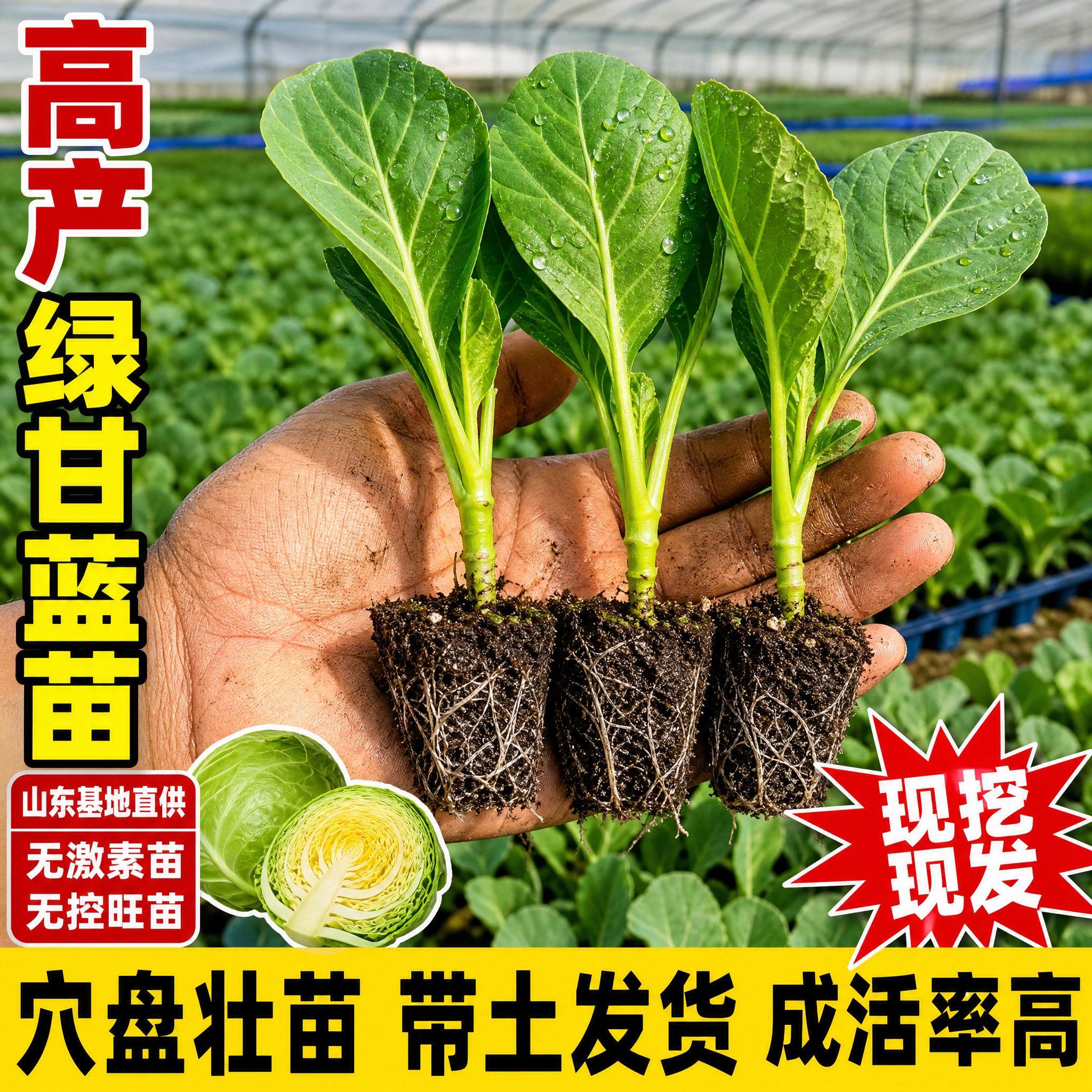 [主图-1] 主题：高产绿甘蓝苗 穴盘壮苗 带土发货 拼多多首… - 图片创意预览