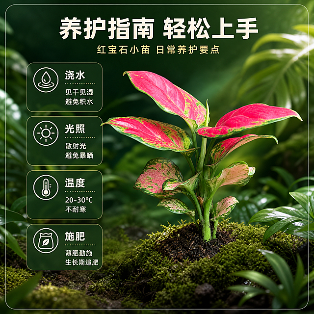 [主图-7] 养护指南图 展示红宝石小苗的日常养护方法与注意事项
[统一基调] 整体风格为清新治愈的雨林自然风 背景主色为深绿与翠绿色渐变 标题字色为米白色 辅助字色为浅金色 强调色为叶片玫红色 字体为简洁现代无衬线粗体 字号层级分明 卡片采用半透明深绿圆角轻边框样式
[画面] 画面中央偏右是健康生长的红宝石小苗 主体占比约45% 左侧分布四个养护要点图标 分别是浇水 光照 温度 施肥 每个图标配简短的养护说明 浇水图标配"见干见湿 避免积水" 光照图标配"散射光 避免暴晒" 温度图标配"20-30℃ 不耐寒" 施肥图标配"薄肥勤施 生长期追肥" 背景是柔和的雨林绿色 有虚化的热带植物叶片
[光影质感] 自然柔和的光线 植物叶片鲜亮有光泽 整体画面清新明亮 信息传达清晰
[配色] 背景深浅绿色渐变 叶片玫红色突出 图标和文字深绿色 搭配和谐
[文字版式] 顶部主标题"养护指南 轻松上手" 左侧四个养护要点上下排列 图标在上 文字在下 排版整齐 不遮挡植物主体
[输出要求] 1:1正方形 2048*2048像素 产品清晰 文字图标清晰可读 禁止变形 错字 模糊 杂乱 水印 平台Logo