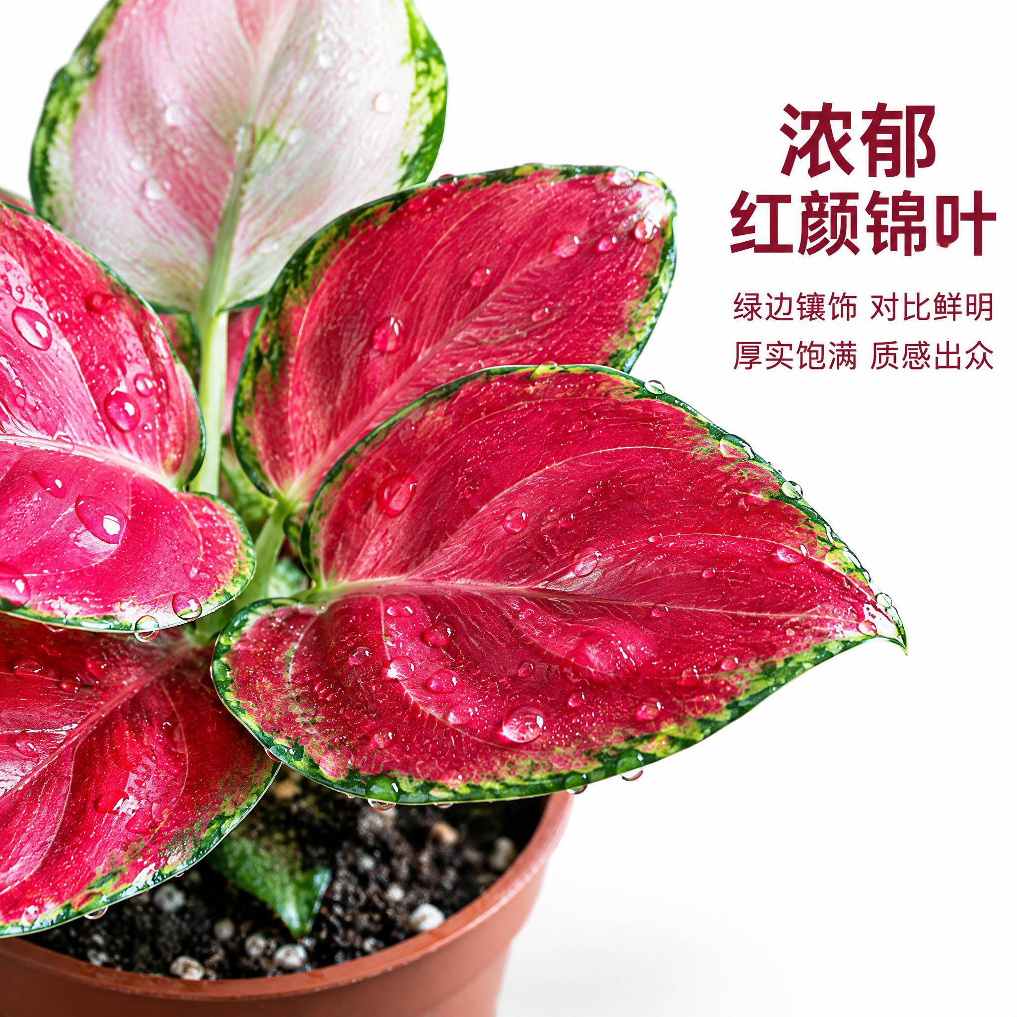 [主图-4] 红宝石粗肋草 叶片细节特写 唯一任务：展示红宝石… - 图片创意预览