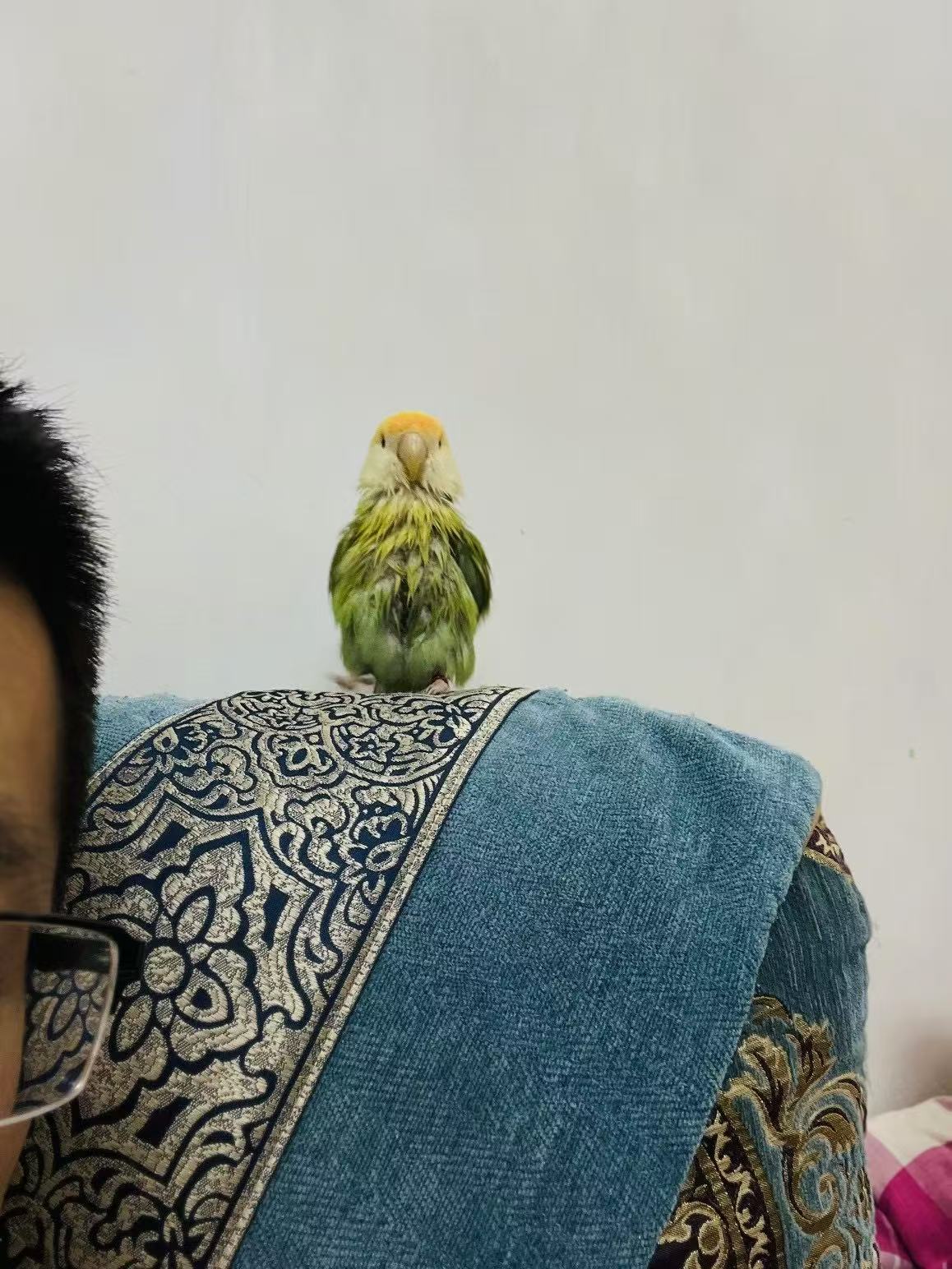 模板预览图