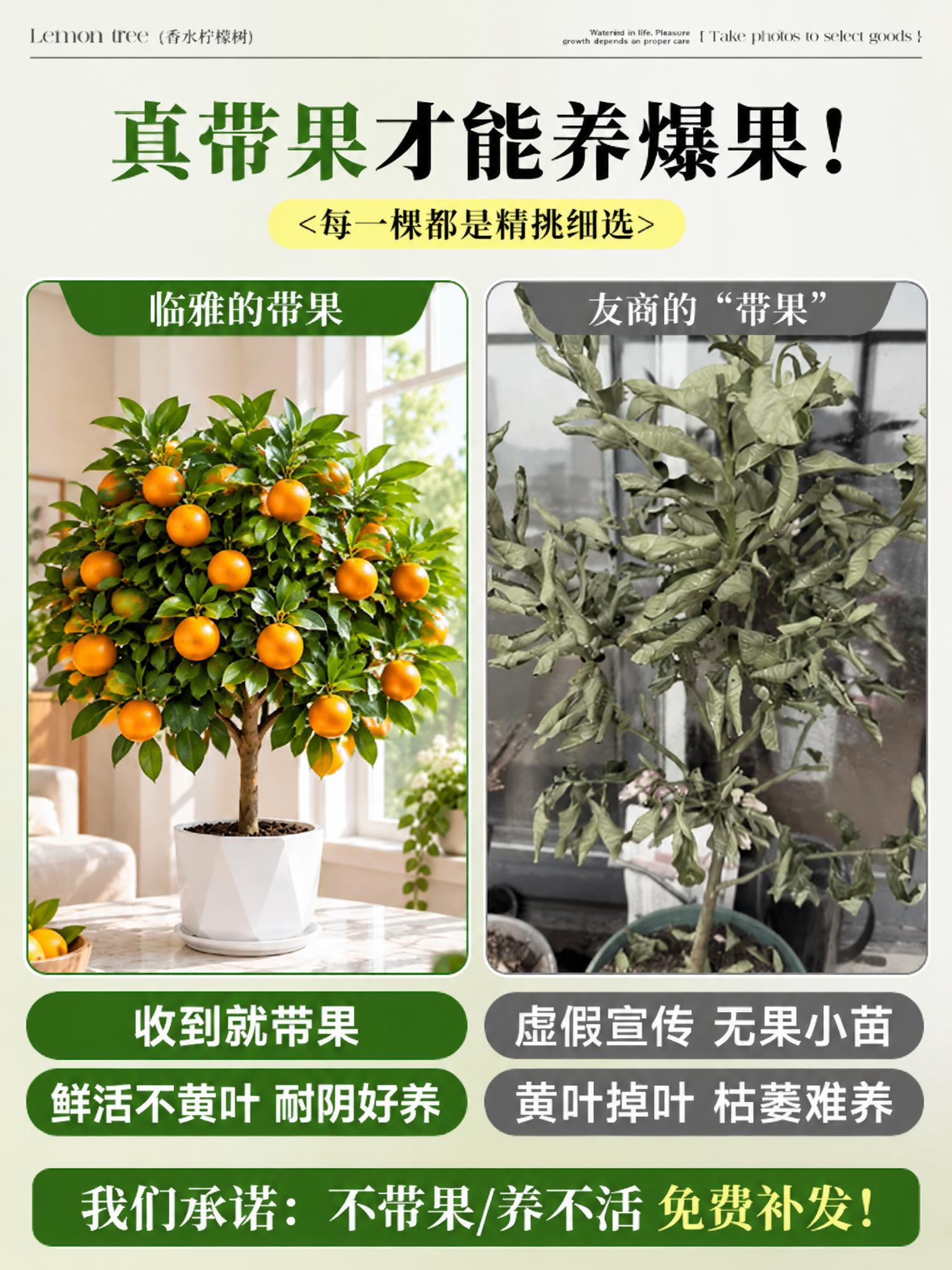 将图中左侧的柠檬盆栽替换为金桔盆栽，金桔果实为橙黄色小圆形金桔… - 图片创意预览