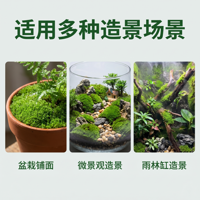 [主图 4] 微观造景短绒藓多场景应用展示拼图，自然丛林风格。保持短绒藓产品外观、材质质感和颜色与输入产品图绝对一致。拼合三张不同场景应用的小图：上图展示盆栽铺面，左图展示微景观造景，右图展示雨林缸造预览效果