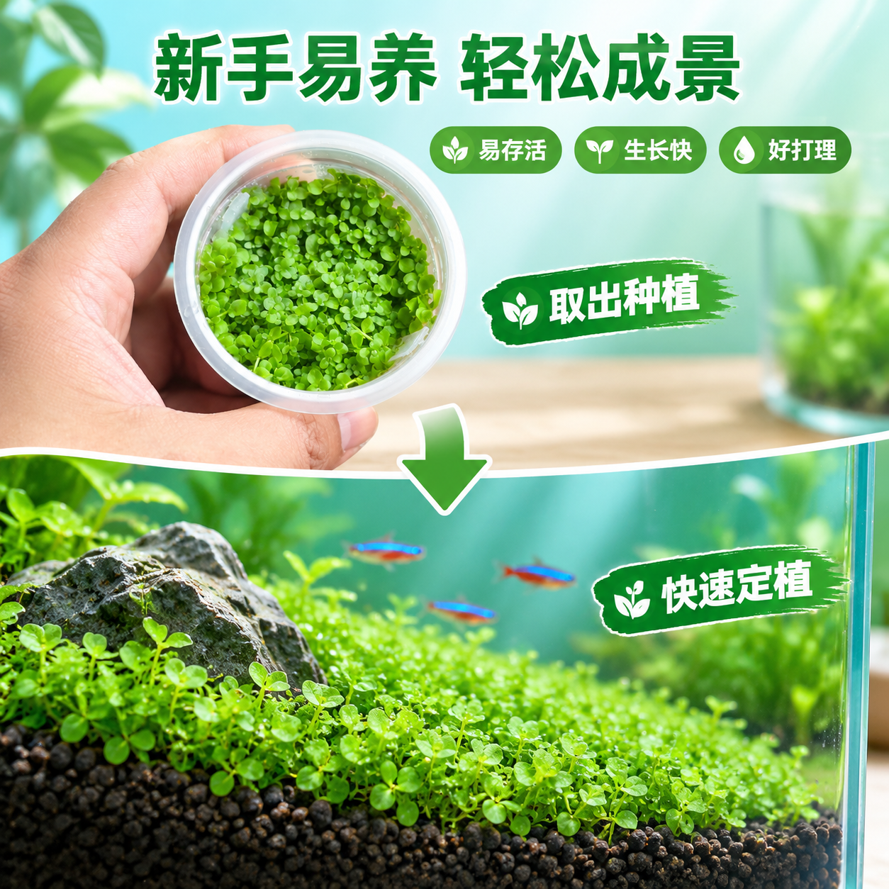 [主图-6] 新手易养场景，主题：新手友好 轻松成景。 [统一… - 图片创意预览